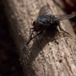 découvrez le monde fascinant des insectes robotiques, des innovations technologiques inspirées par la nature pour des applications en robotique avancée.