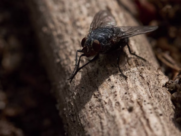 découvrez le monde fascinant des insectes robotiques, des innovations technologiques inspirées par la nature pour des applications en robotique avancée.